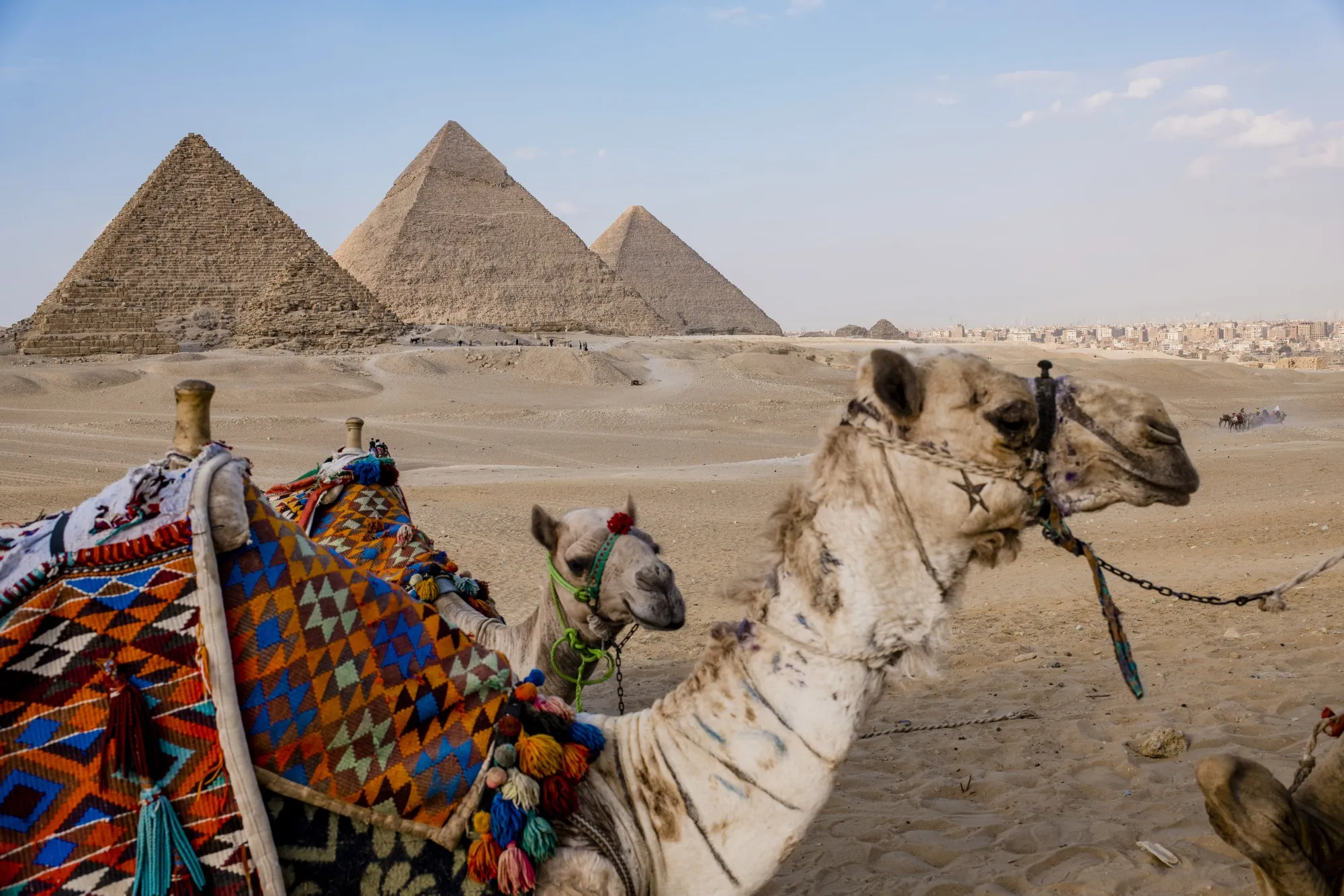 view of hte pyramids in the background while the foreground shows a cheeky camel